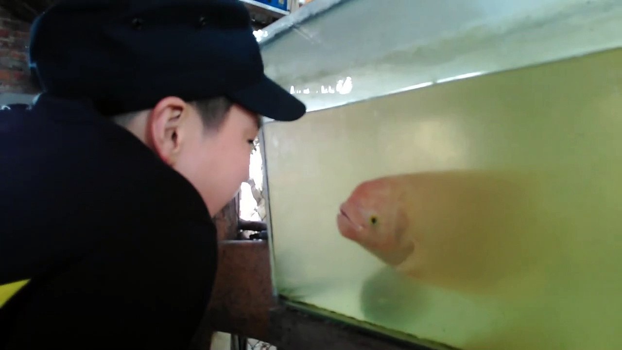 Un poisson imite les grimaces d'un enfant