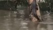 Un crocodile grimpe aux arbres pour échapper aux inondations à Townsville