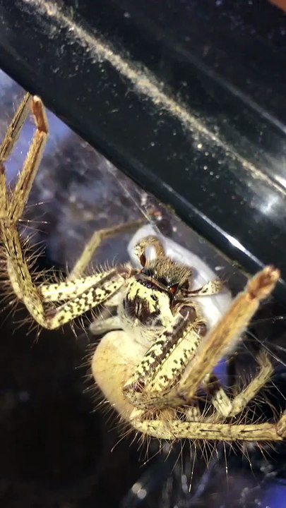 Cette araignée huntsman est en train de pondre...