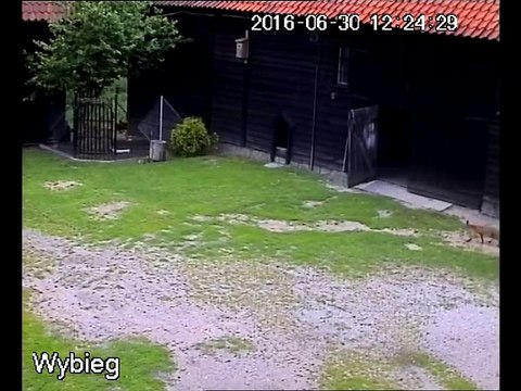 Ce renard venait manger les poules mais le chien de la maison n'est pas d'accord