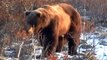 Un grizzly approche de ces touristes... Terrifiant