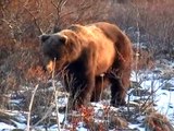 Un grizzly approche de ces touristes... Terrifiant