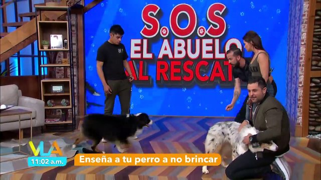 ¡Enseña a tu perro a no brincar con los consejos de nuestro cuadrúpedo favorito!
