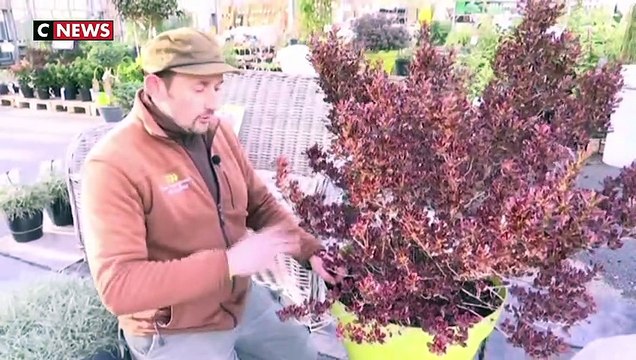 Les conseils pour protéger ses plantes du froid