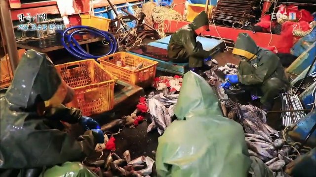 한국기행 - Korea travel_겨울, 고수를 만나다 2부 대왕문어를 찾아서_#002