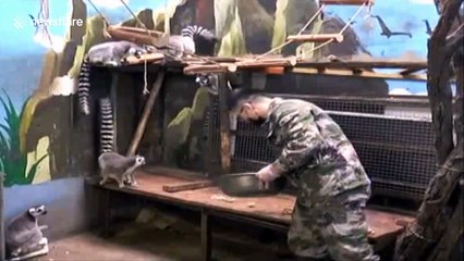 Zookeepers make dumplings for primates to celebrate Lunar New Year' Eve