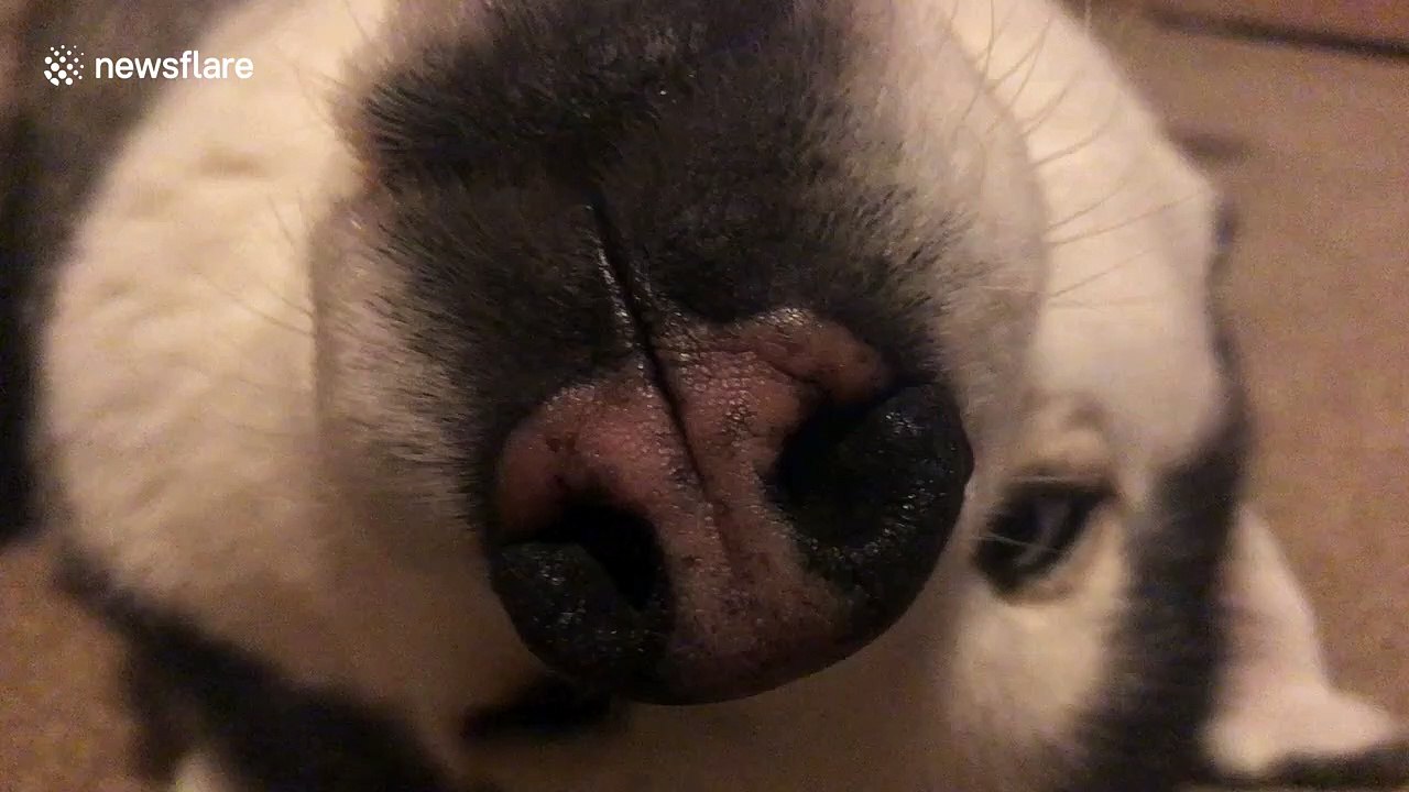 Is it a mole? Is it a dog? Camera zooms out to reveal unexpected face