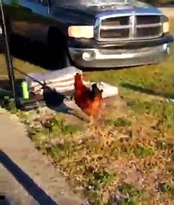 Funny video of  football match with alone team of hens....