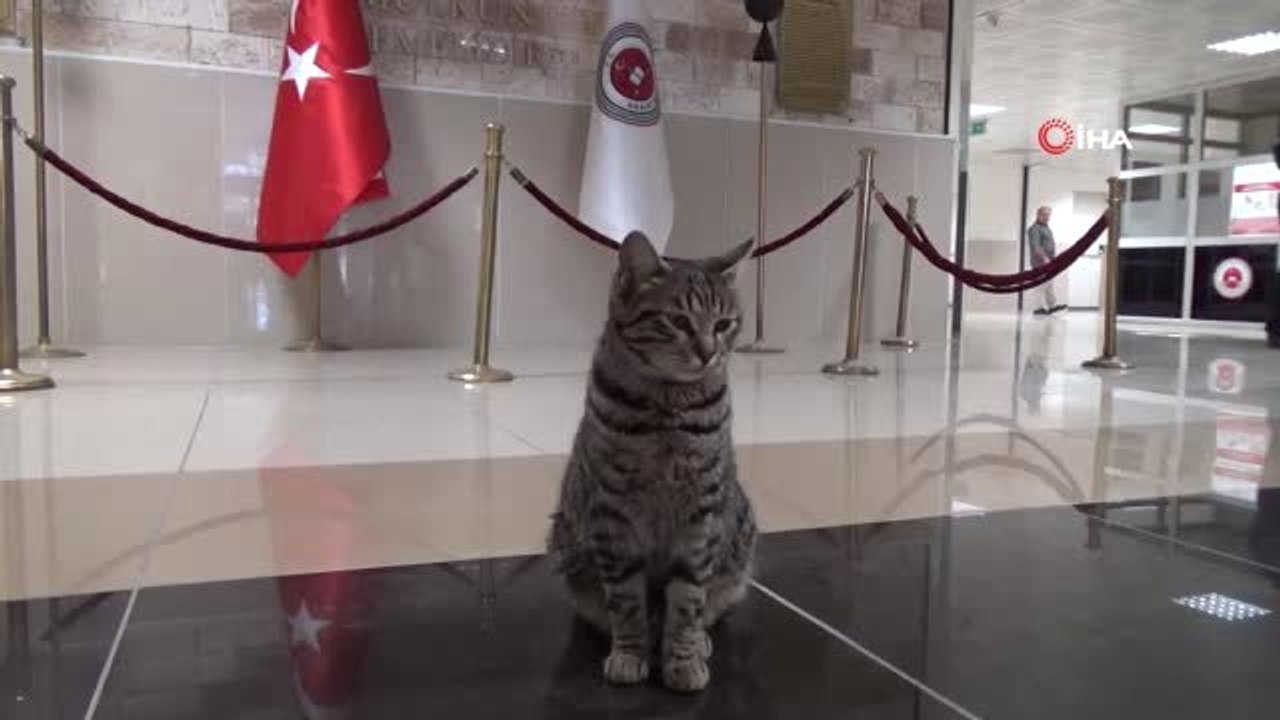 Adalet Sarayı 'Adalet' İsimli Kedinin Yuvası Oldu