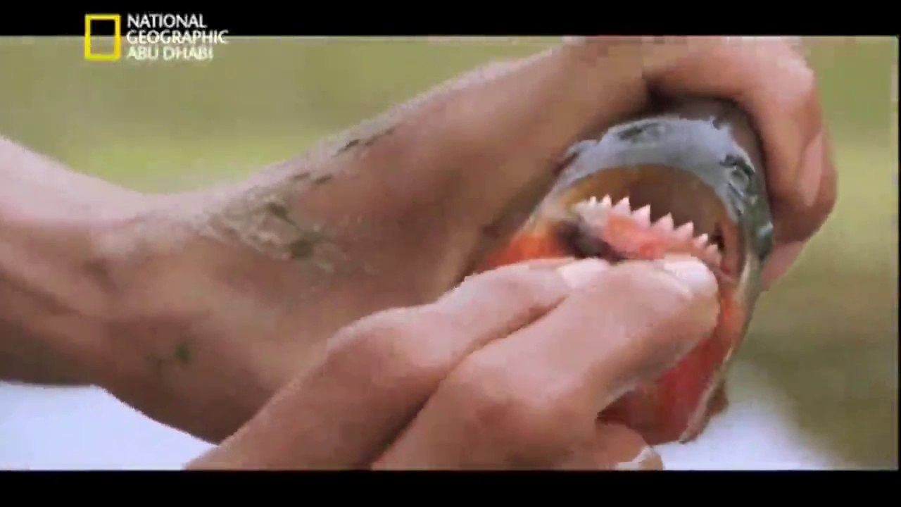 اغرب الاسماك افتراس للانسان. واكثرها هجوم علي الانسان/ The strangest fish are prey to man. And most attack on the human