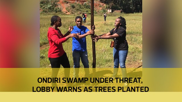 Ondiri Swamp under threat, lobby warns as trees planted