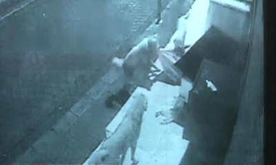 Sokak köpeklerinin kedi evine saldırısı kamerada