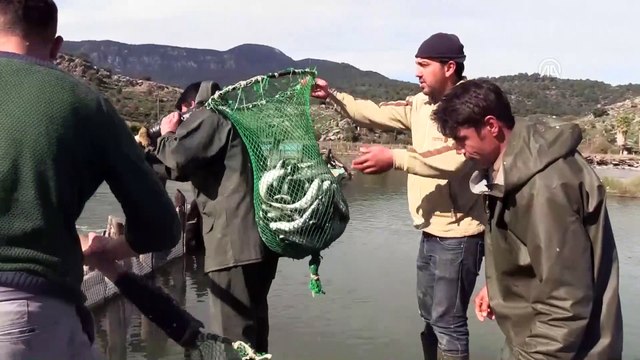 Dalyan kefalinin yarısı Suriye ve Mısır'a ihraç ediliyor - MUĞLA