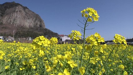 "봄이 온 것 같아요!"...유채꽃 활짝 핀 제주 / YTN