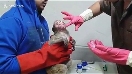 Monkey burned after rickshaw accident is treated with ointment for its injuries
