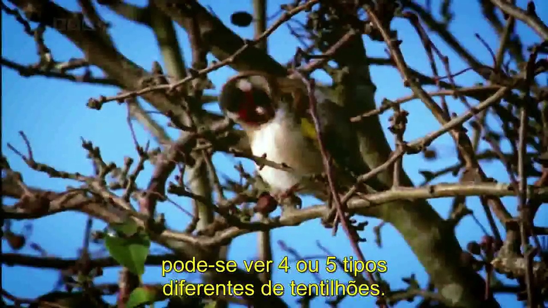 A Árvore da Vida - Como Darwin Matou todos os Deuses