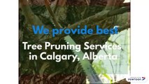 Tree Pruning Services in Calgary, Alberta