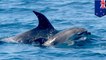 Grieving dolphin carries its lost little one