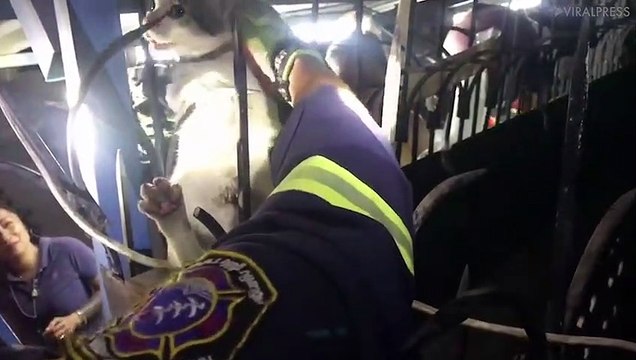 Kitten Rescued After Getting Stuck On Railings