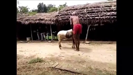 Ce fou furieux 's'amuse' à se faire percuter par un bélier à plusieurs reprises
