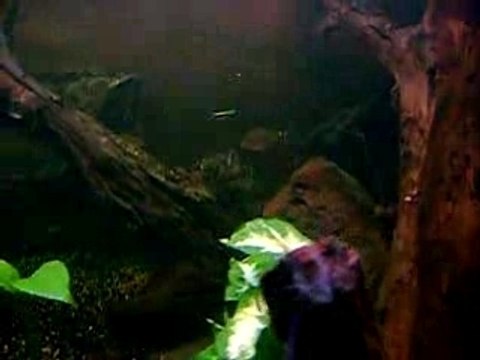piranhas affamés