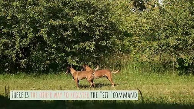 3 Essential Dog Training Tips: Best dogs training service providers in delhi