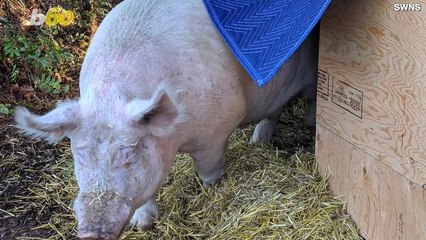 This Rescued Half-Ton Pig Is Going on a Diet!