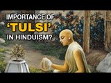 Importance of Tulsi In Hinduism | Artha