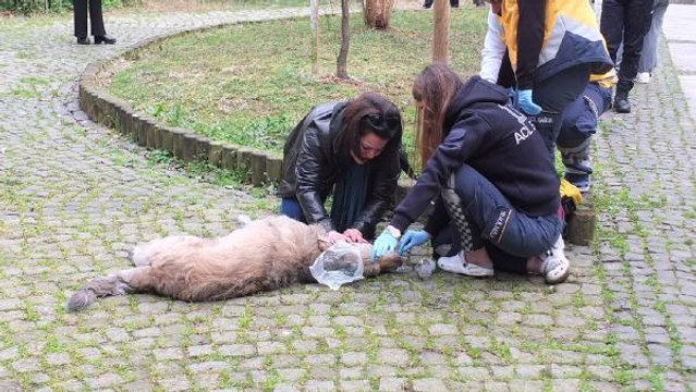 Dumandan etkilenen köpek ambulansla hayata döndü