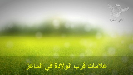 علامات قرب الولادة في الماعز