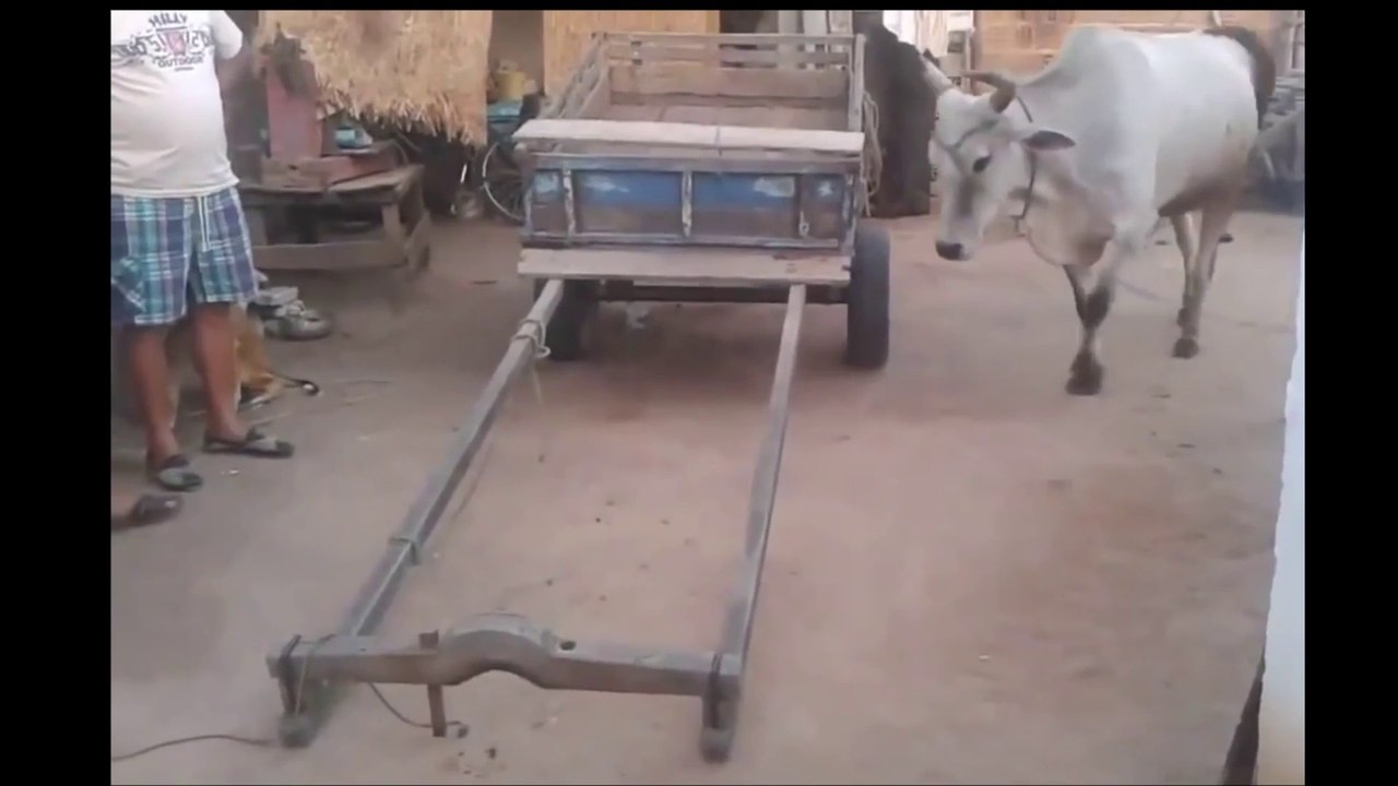 Öküzün Yaptığına İnanamayacaksınız!