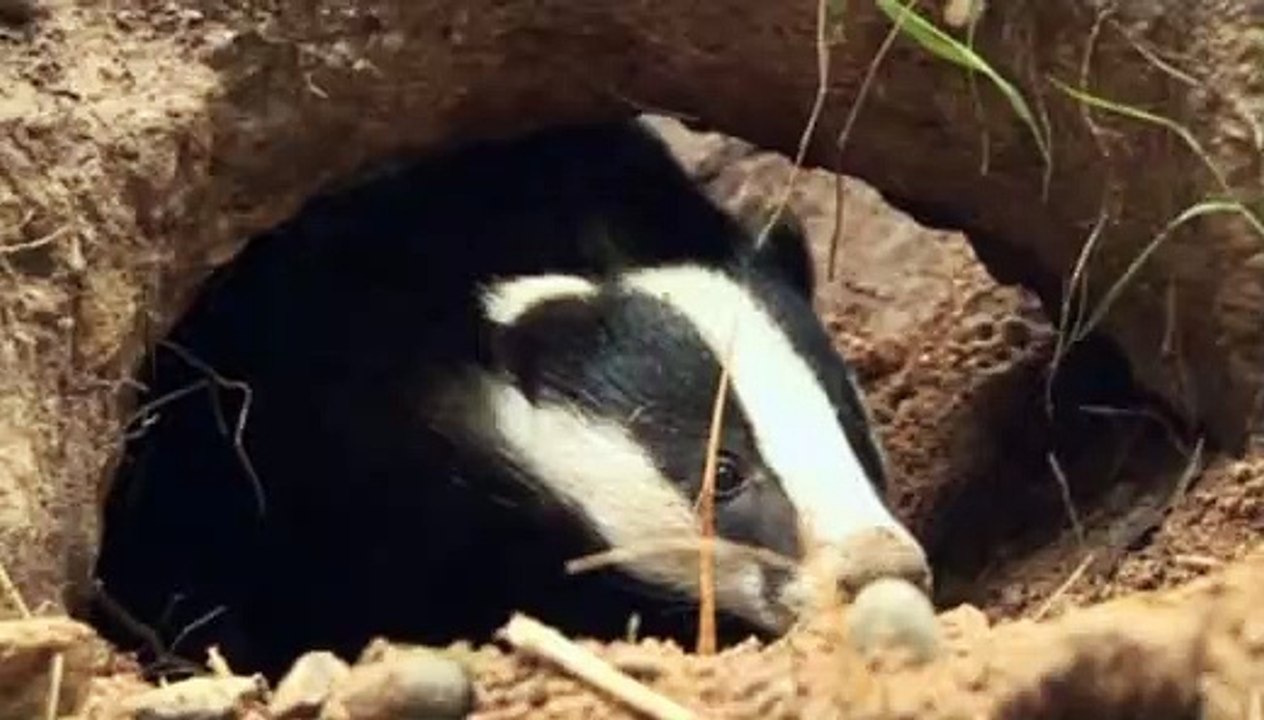 BBC Radio York 5Feb19 - badger baiting