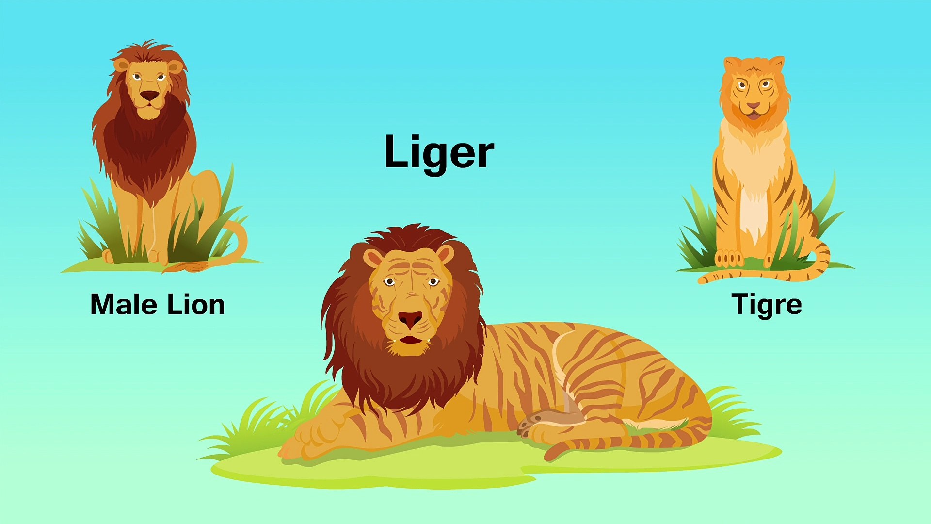 Ligers Vs Lion Fact Point On X: 