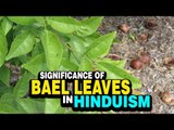 Significance of Bael leaves in Hinduism | Artha | AMAZING FACTS