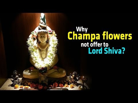 Why Champa Flowers Not Offer To Lord Shiva? Artha | AMAZING FACTS