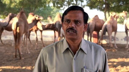 El nuevo empleo de los dromedarios en India