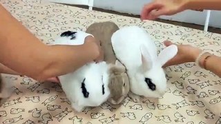 Des lapins aimantés