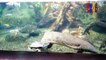 B29- Australian Lungfish, Banded Archerfish, Red Rainbowfish, Lake Tebera Rainbowfish, Boese man’s Rainbowfish, Banded Rainbowfish, Roti Island Snake-Necked Turtle,