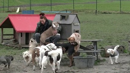 Hondenopvang Hondenbus week na brand weer open