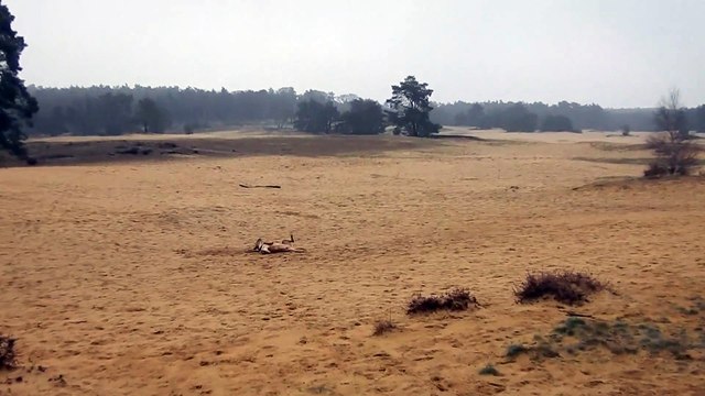 20190205 Zeppo, Sanddrift Rozendaal