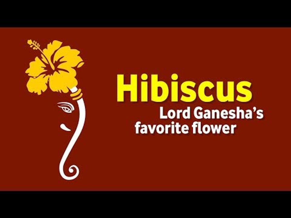Hibiscus - Lord Ganesha’s favorite flower | Ganesh Chaturthi Special | Ganpati Bappa Morya