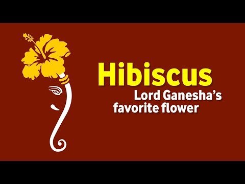 Hibiscus - Lord Ganesha’s favorite flower | Ganesh Chaturthi Special | Ganpati Bappa Morya