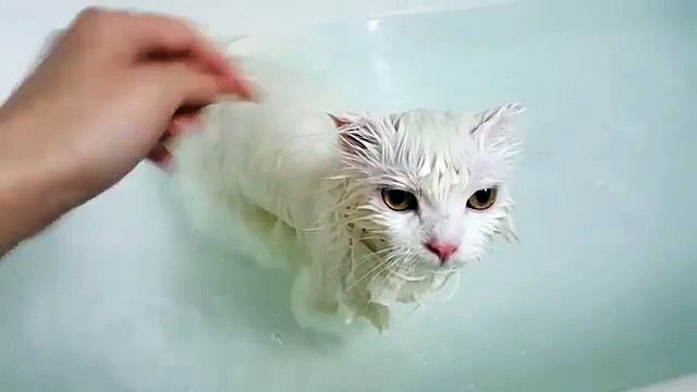 Cat bathes in the bathroom