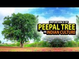 Importance of Peepal tree in Indian culture | Ashvattha Tree | Artha