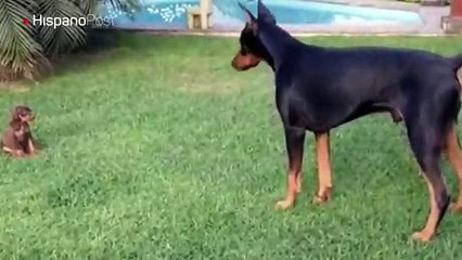 Cachorro valiente no tiene problema en retar a un perro cuatro veces de su tamaño