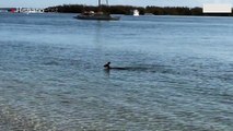 Pilló a canguro dándose un chapuzón en la playa para refrescarse