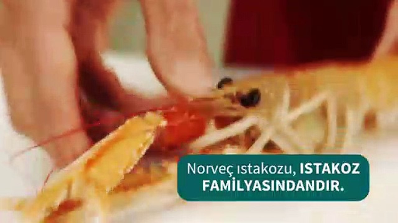 norvec istakozunu hazirlamak