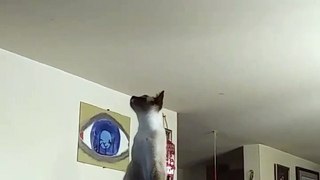 Ares our kitten chases invisible ? on ceiling
