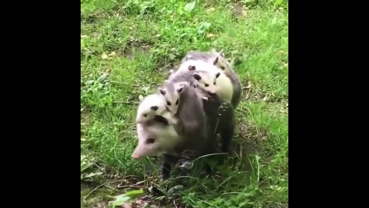 les animaux se font des blagues