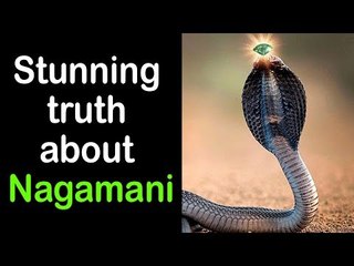 Stunning truth about Nagamani | Nagamani Ke Rahasya in English | Artha - Amazing Facts